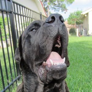 Meet your Posher, Angus